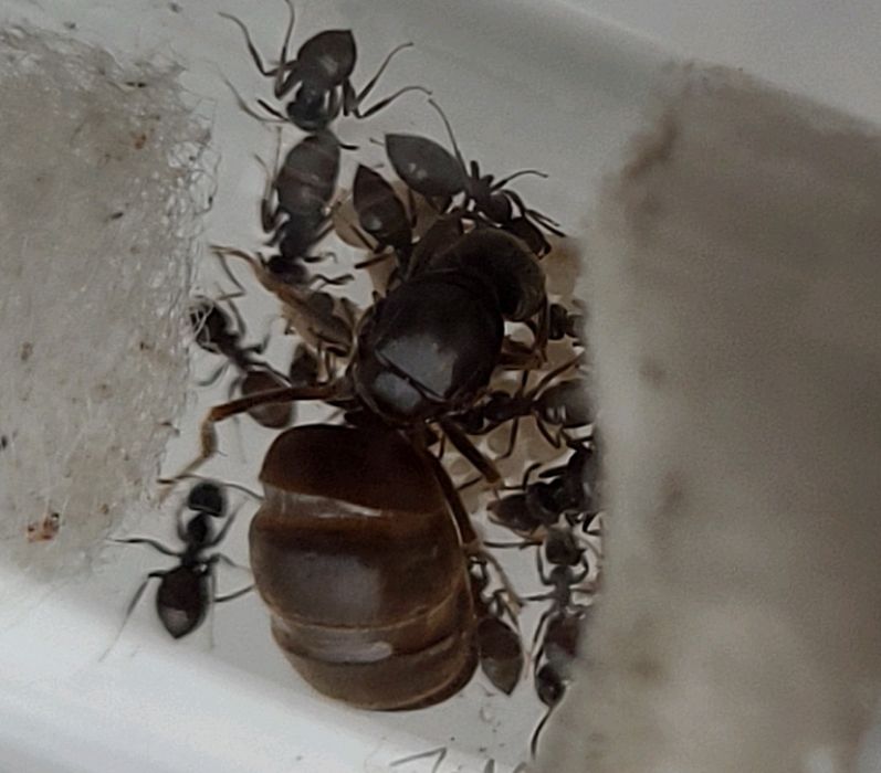 Kolonia mrówek Lasius Niger