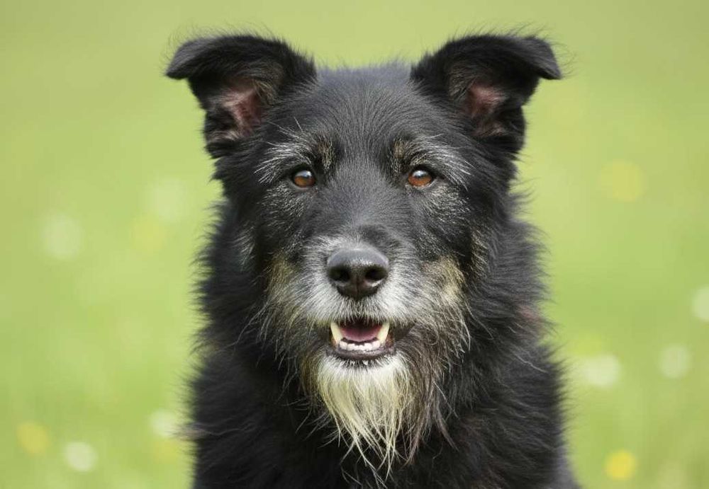 AMO - piękny, szorstkowłosy pies