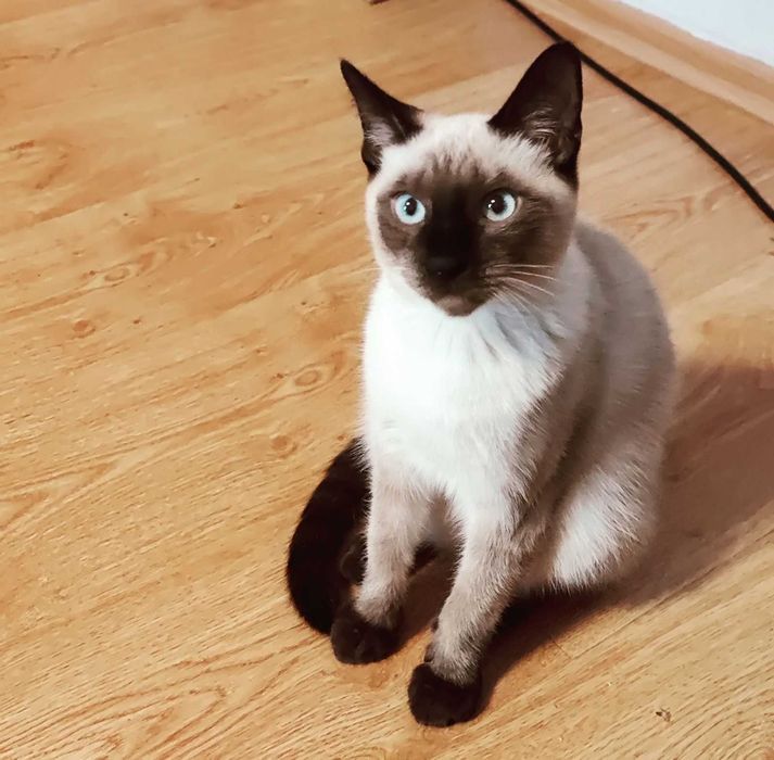 Тайские котята от элитных родителей