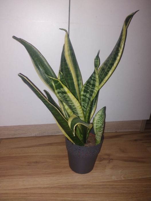 Sanseveria kwiat duży zdrowy okazja