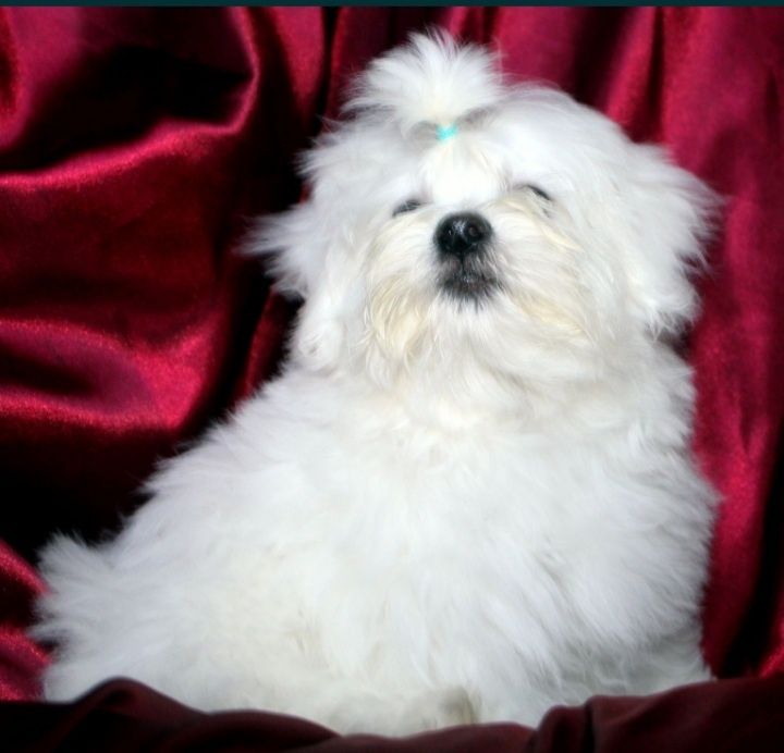 Чудові хлопці мальтезе