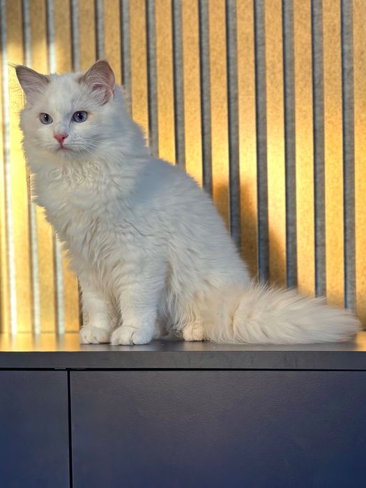 Ragdoll z rodowodem-Gotowy do odbioru