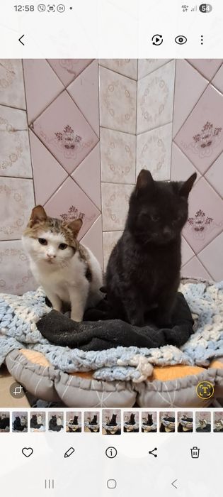 Кішка Булька 6 міс