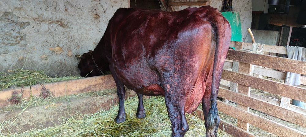 Продам корову на хозяйство