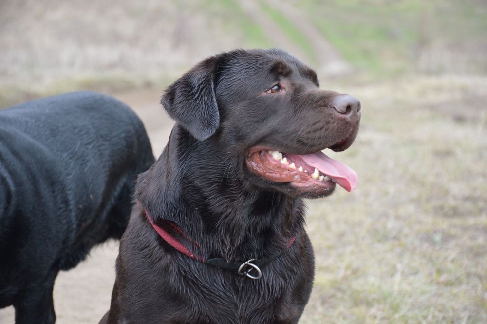 Вязка! Лабрадор шоколадного окраса!