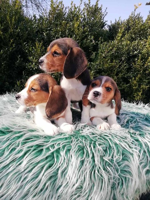 Продам цуценят бігля.