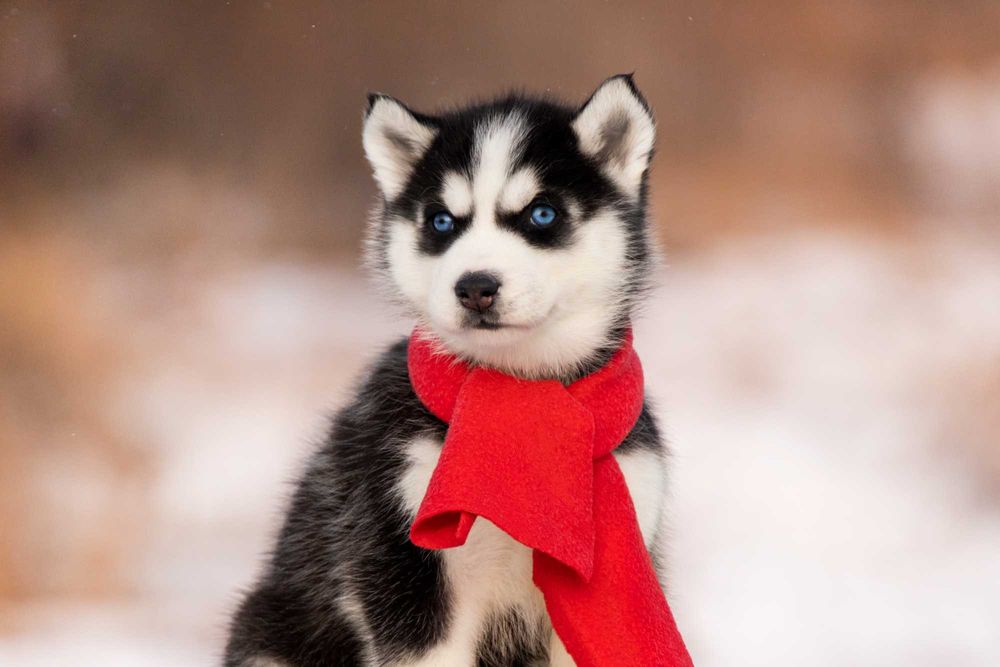 Цуценята Хаскі з блакитними очима