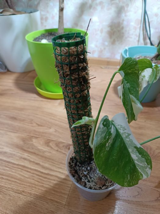 Мохові опори для рослин