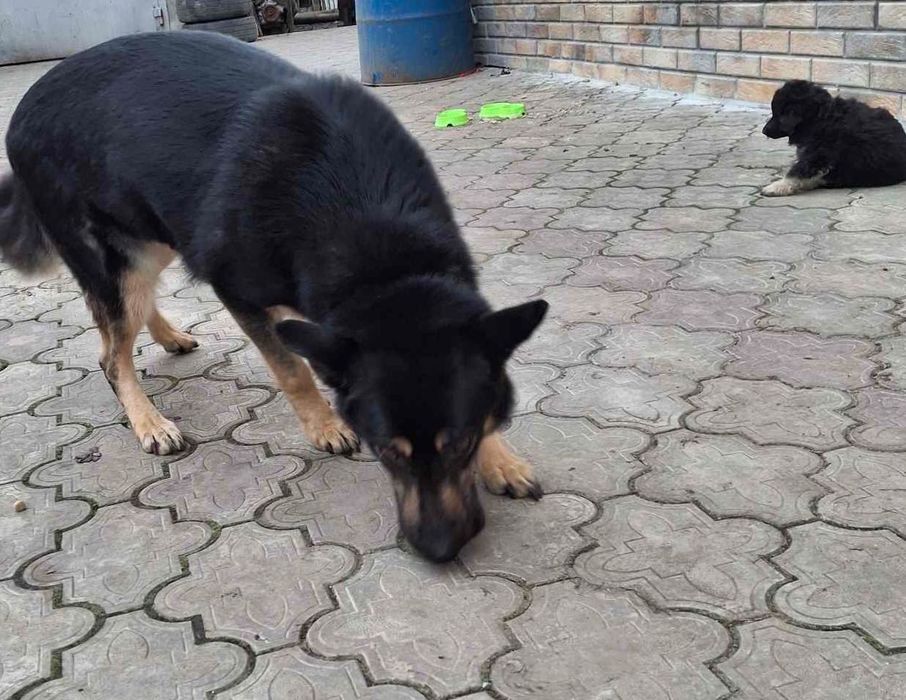 Цуценята в добрі руки