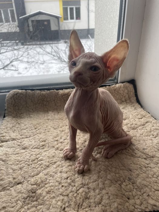 Котята сфинкс мальчики