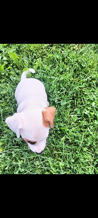 Jack russell terrier suczka nr.1 Stary Sącz