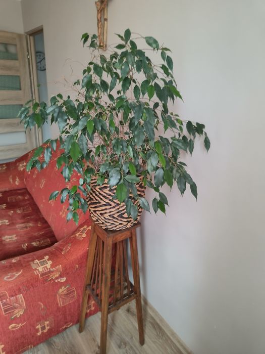 Fikus Benjamina roślina