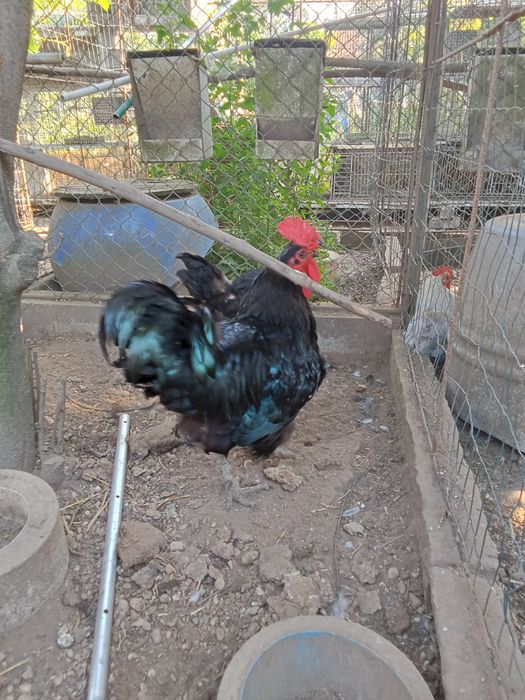 Gersey gigante juvenis