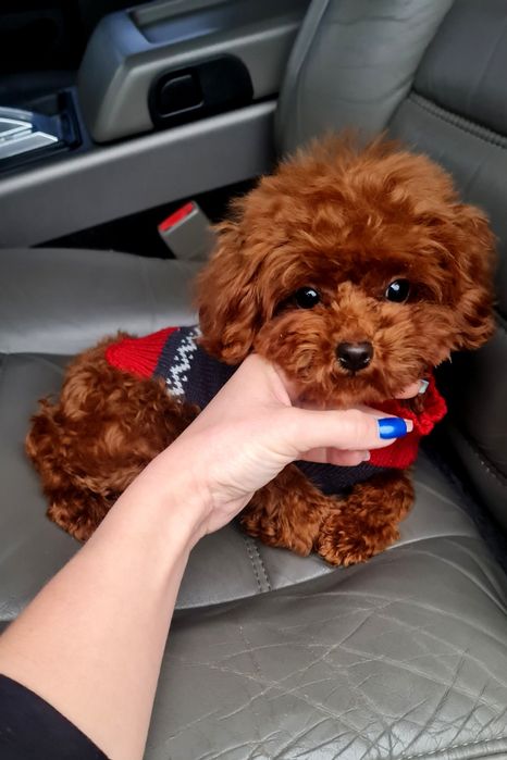 Дивовижна малесенька дівчинка той пікап пудель Китай