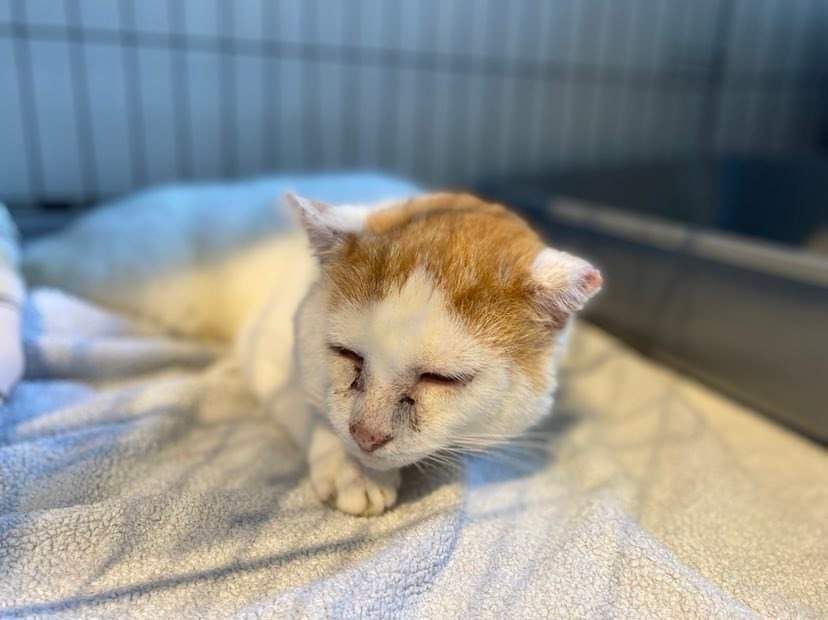 Kot Sasza szuka domu na jesień życia