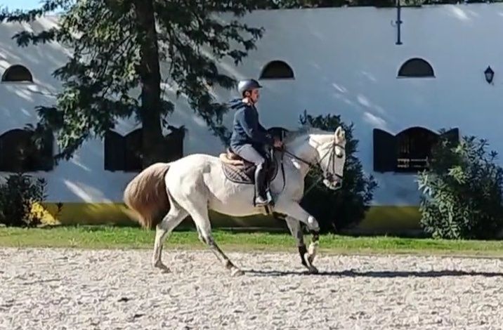 Cavalo Cruzado Lusitano