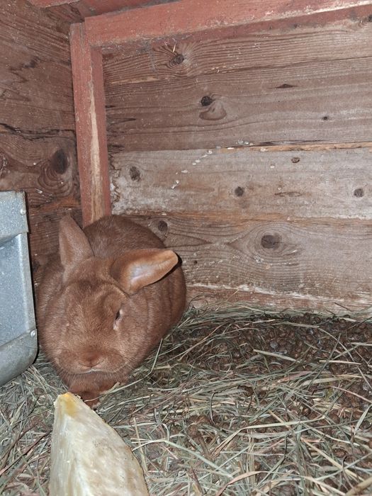 Kroliki nowozelandzki czerwony