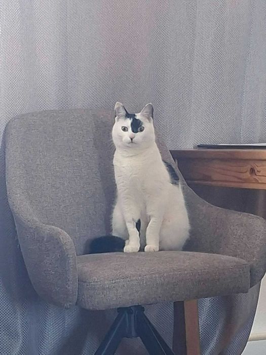 Kotka Beluga gotowa na zmianę