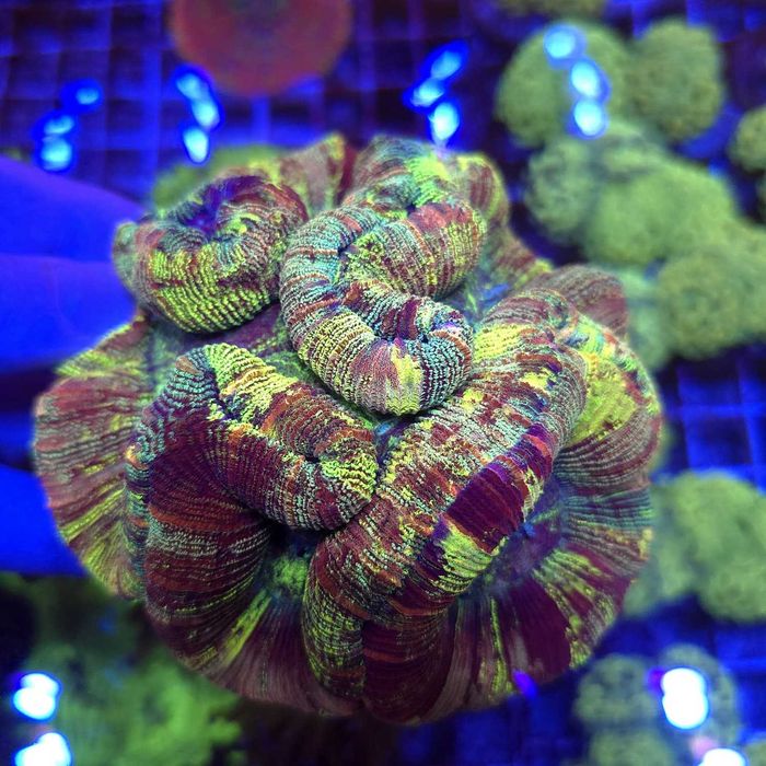 Trachyphyllia Master Grade Rainbow WYSIWYG koralowce LPS  Kingdom of Corals