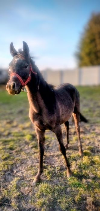 Sprzedam  / zamienię ogiera Arabskiego rocznego