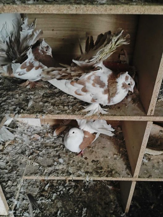 Sprzedam pawiki indyjskie