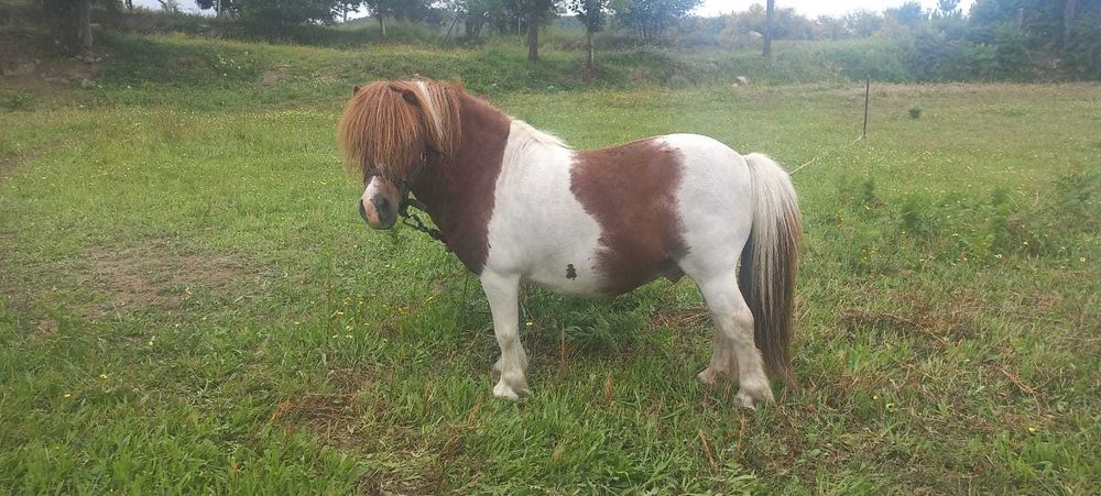 Ponei Shetland Macho