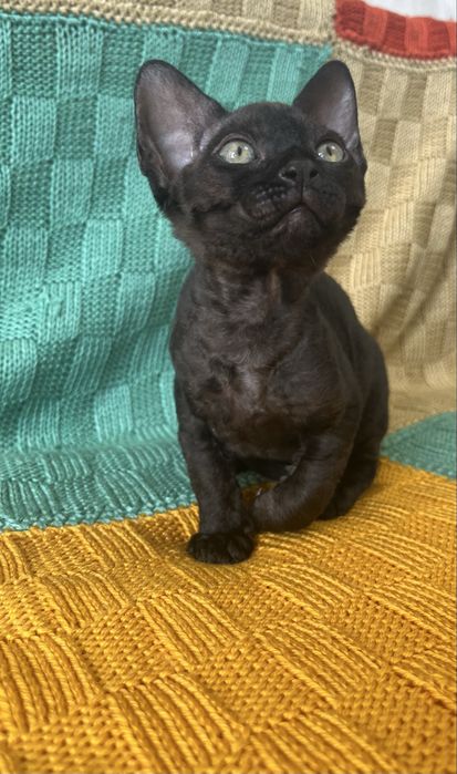 Дівчинка Девон Рекс/Devon Rex