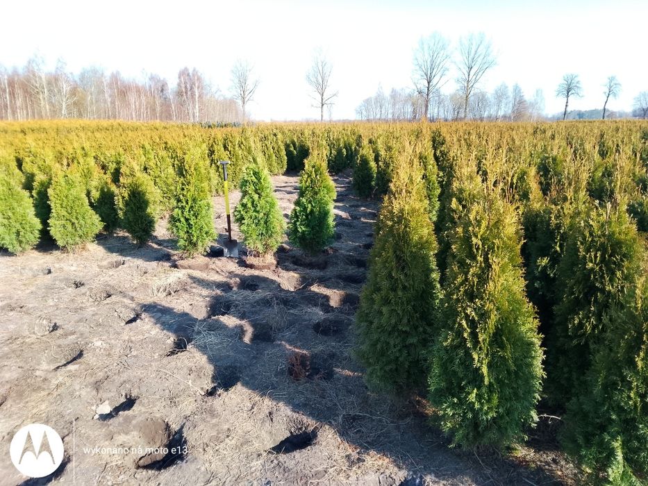 Tuja Szmaragd 120-140 cm Łebskie Rośliny