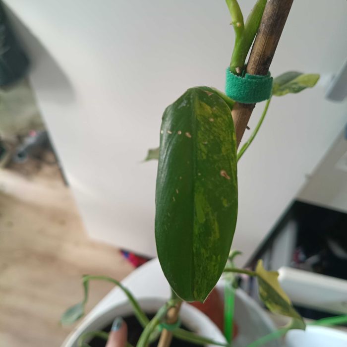 philodendron domesticus variegata-cięty szczyt