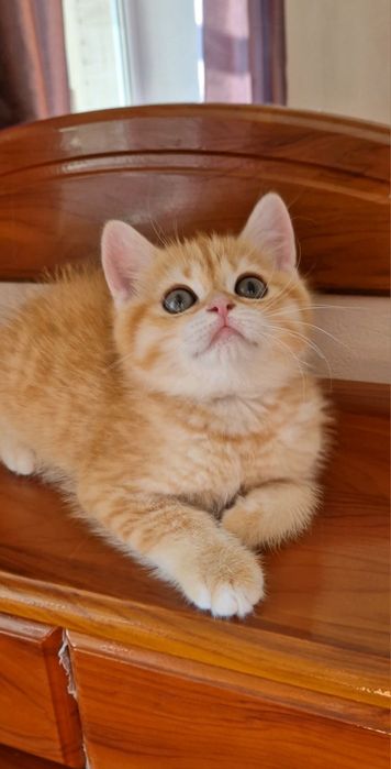 Золотий муркотик