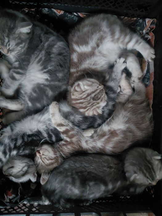 Чистокровные шотландские котята