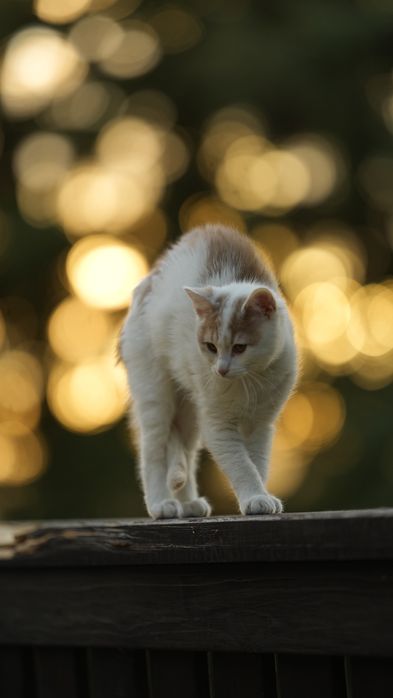 Dziewczynka szuka domku