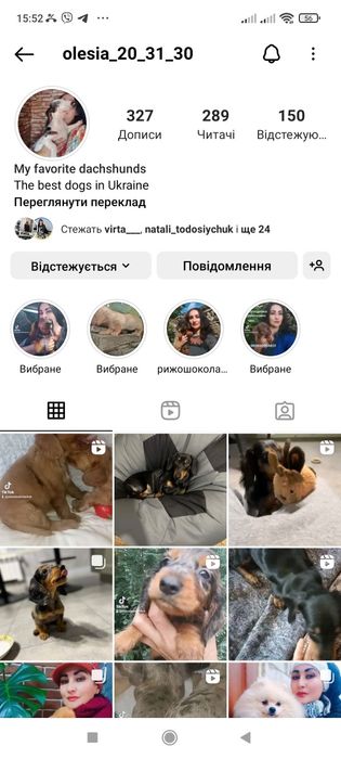 Цуценята англійського кокер спаніеля