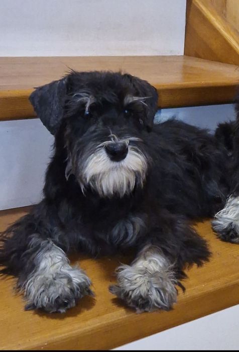 Породный мальчик-подросток.