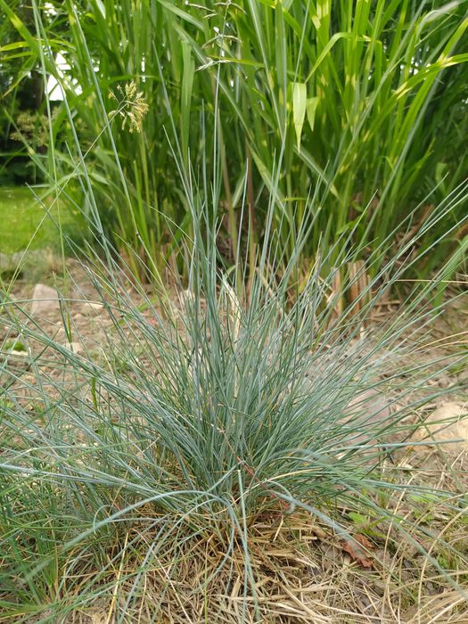 Trawa ozdobna Carex Ice Dance Turzyca kostrzewa sina trawy