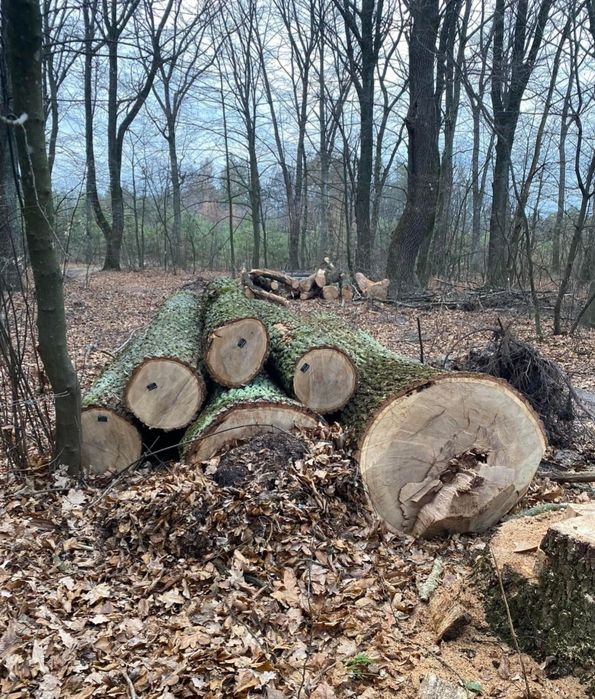 дрова на опалювальний сезон, дуба, берези та вільхи, чурки або колоті, хороша ціна, безкоштовний привіз та вигрузка 7/40 м3