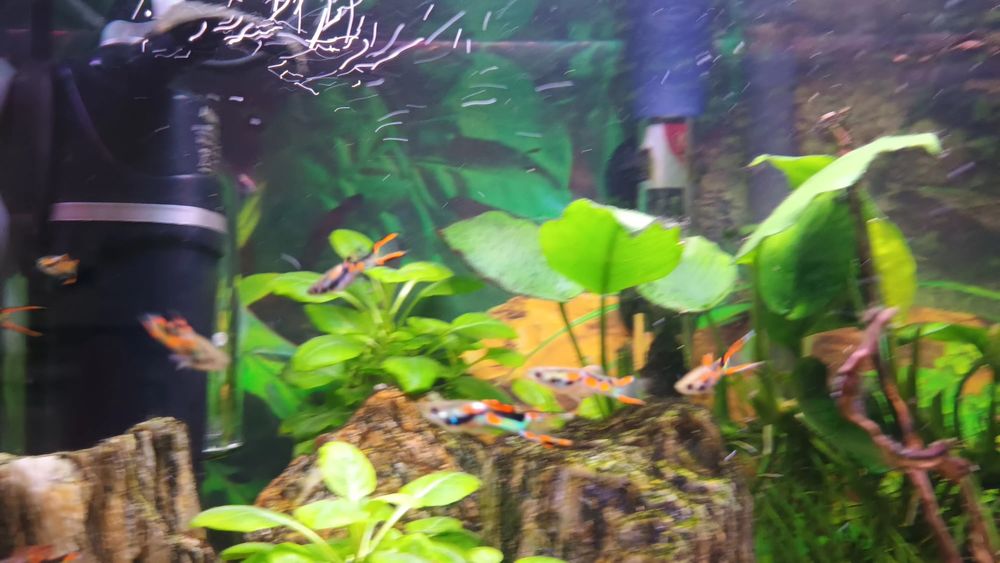 Rybki gupiki endlera