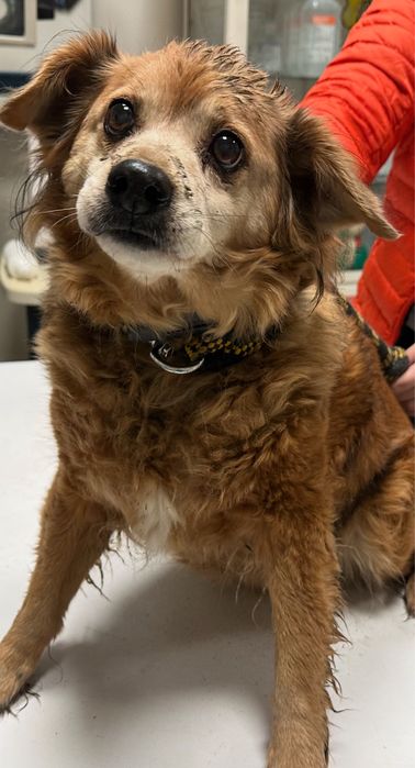 Suczka znaleziona w Brzegu Dolnym.