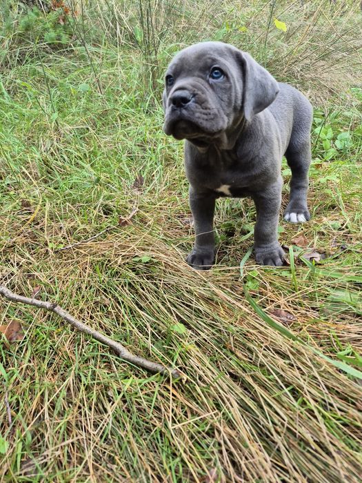 Niebieski czarny szary blue Cane Corso rodowód mocni rodzice z rodowodem