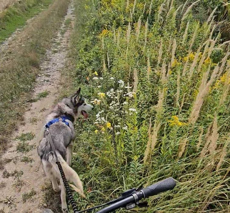 Oddam Syberian Husky