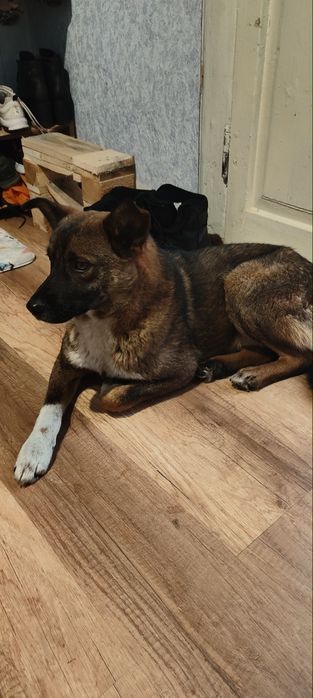 Песик шукає дім! Дубровиця, Сарни!