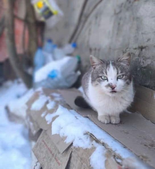 Отдам белого с рябым кота