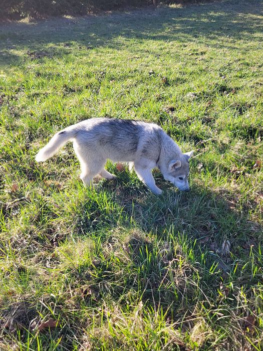 Szczeniak  suczka siberian husky zkwp