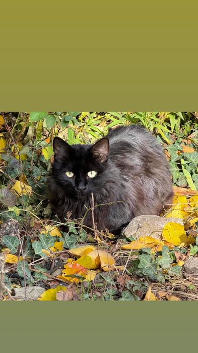 Отдам чёрного пушистого кота