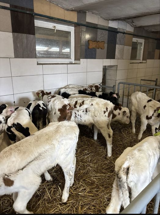 Byczki oraz jałówki