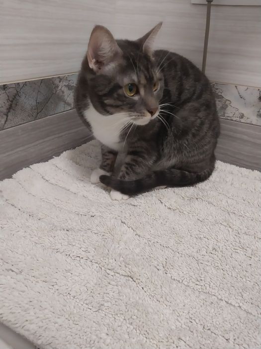 Віддам в хороші руки