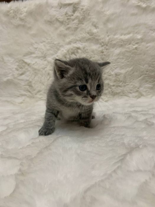 Шотландські котики киці кошенята