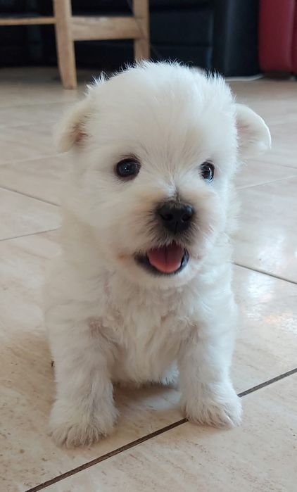 West highland white terrier westi zkwp FCI