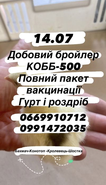 Добові та підрощені бройлери, м.я. курчата, каченята