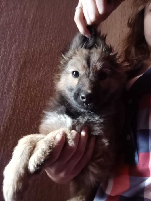 Віддам в добрі руки